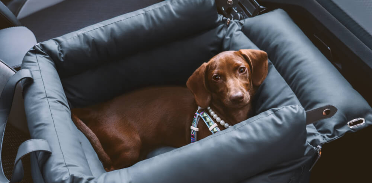 Sleeping dog in a leather bed in a warm minimalist home